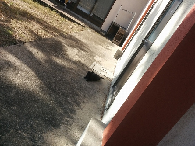 渋川海水浴場 黒猫